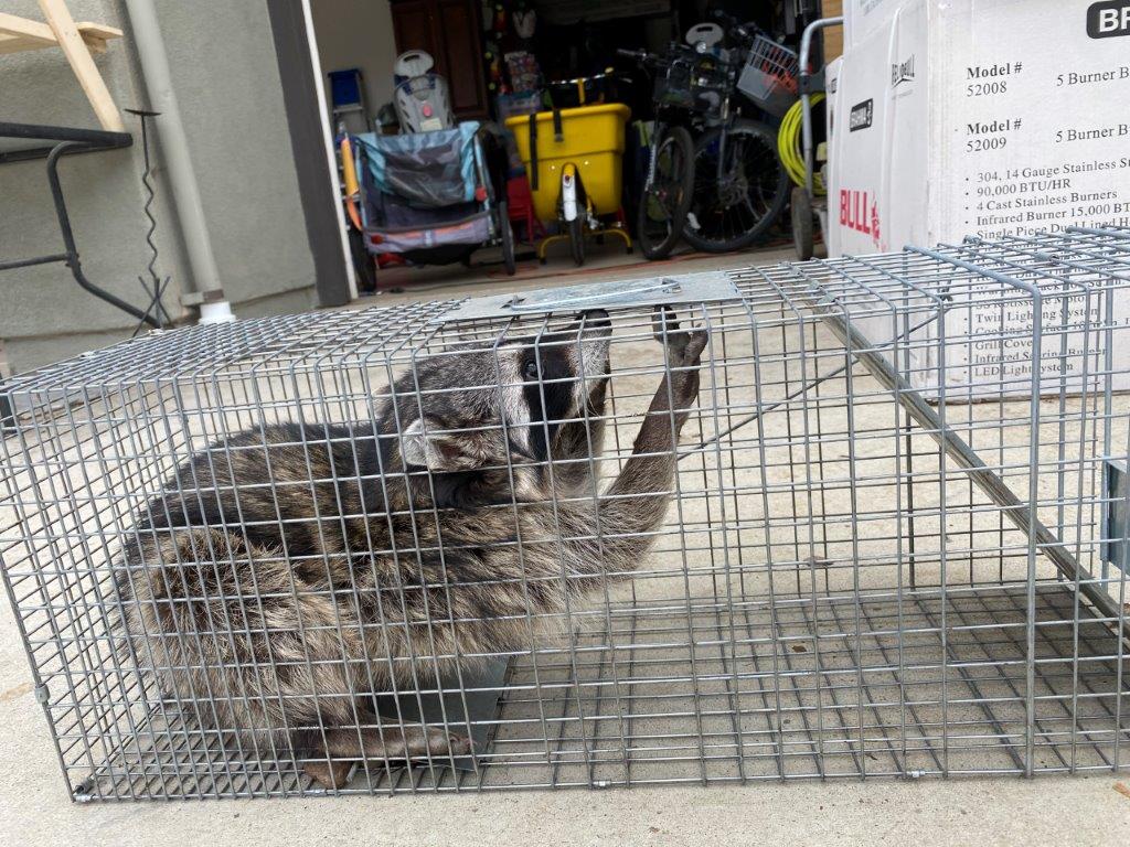 Hackensack raccoon trapping